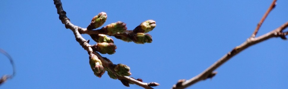 ڂ