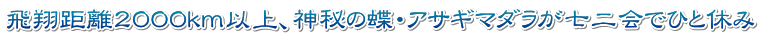 飛翔距離2000ｋｍ以上、神秘の蝶・アサギマダラが七二会でひと休み